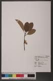 Michelia compressa (Maxim.) Sargent var. lanyuensis S. Y. Lu 蘭嶼烏心石