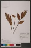 Maianthemum formosanum (Hayata) Lafrankie OW