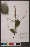 Uraria crinita (L.) Desv. ex DC. ߧ