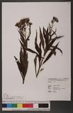 Senecio nemorensis L. var. dentatus (Kitam.) H. Koyama `