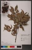 Castanopsis stellato-spina Hayata 星刺栲