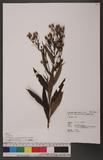 Senecio nemorensis L. var. dentatus (Kitam.) H. Koyama 黃菀