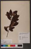 Litsea elongata (Wall. ex Nees) Benth. & Hook. f. var. mushaensis (Hayata) J. C. Liao l