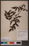 Rubus croceacanthus Levl. var. glaber (Koidz.) Hsieh 禿懸鉤子