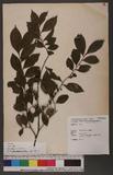 Eurya chinensis R....