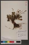 Shortia rotundifolia (Maxim.) Makino t