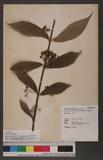 Callicarpa formosana Rolfe var. longifolia Suzuki i
