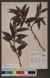 Vaccinium dunalianum Wight var. caudatifolium (Hayata) Li ï]