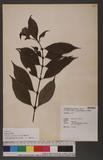 Lasianthus curtisii King & Gamble _˾