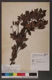Pourthiaea villosa (Thunb. ex Murray) Decne. var. parvifolia (Pritz.) Iketani & Ohashi 小葉石楠