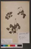 Viola formosana Hayata var. stenopetala (Hayata) Wang, Huang & Hashimoto tWj