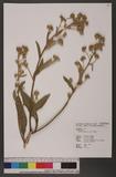 Blumea balsamifera (L.) DC. ǭ