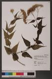 Eupatorium japonicum Thunb. A