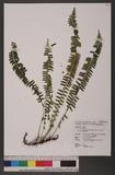 Lindsaea merrillii Copel. subsp. yaeyamensis (Tagawa) Kramer kt