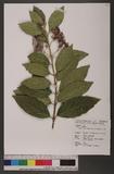 Callicarpa japonica Thunb. var. luxurians Rehder A]
