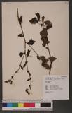 Triumfetta bartramia L. 垂桉草
