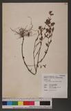 Cuphea carthagenensis (Jacq.) Macbrids JDȯ
