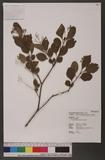 Premna microphylla Turcz. 臭黃荊