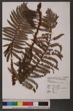 Polystichum parvipinnulum Tagawa yտ