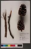Pinus palustris Mill. jQ