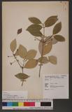 Euonymus pallidifolia Hayata H񸭽å