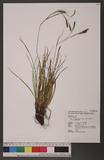 Carex tristachya Thunb. subsp. pocilliformis (Boott) T. Koyama JW