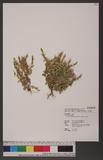 Centaurium japonic...