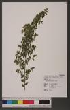 Rhamnus parvifolia...