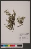 Wedelia prostrata (Hook. & Arn.) Hemsl. ѽ