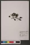 Hymenophyllum taiw...
