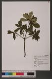 Quercus glandulifera Blume var. brevipetiolata (A. DC.) Nakai 思茅櫧櫟