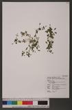 Mimulus tenellus Bunge subsp. nepalensis (Benth.) D.Y. Hong yļ