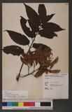 Ailanthus altissima (Mill.) Swingle 