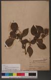 Styrax japonica Sieb. & Zucc. var. kotoensis (Hayata) Masamune & Suzuki [