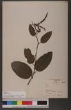 Berchemia racemosa Sieb. et Zucc. var. magna Makino j