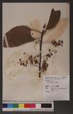 Elaeocarpus serratus L. 錫蘭橄欖