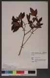 Rhododendron rubro-pilosum Hayata 紅毛杜鵑