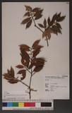 Prunus spinulosa Siebold & Zucc. var. globosa Lu & Pan 圓果刺葉桂櫻