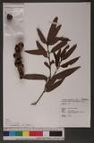 Lithocarpus hancei (Benth.) Rehder