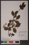 Styrax japonica Sieb. & Zucc. var. kotoensis (Hayata) Masamune & Suzuki [