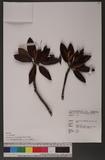 Rhododendron pseudo-chrysanthum Hayata ɤsY