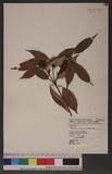 Neolitsea aciculata (Blume) Koidz. Usl