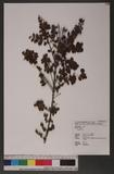 Ligustrum sp.