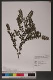 Litosanthes biflora Blume a