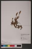 Lycopodium pseudoclavatum Ching 假石松