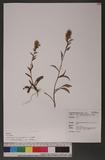 Solidago virgaurea L. var. leiocarpa (Benth.) A. Gray 一枝黃花