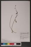 Ranunculus junipericolus Ohwi sӣ