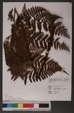 Dryopteris hendersoni (Bedd.) C. Chr. pc