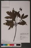 Elaeocarpus sylvestris (Lour.) Poir. ^