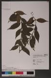 Lasianthus curtisii King & Gamble _˾